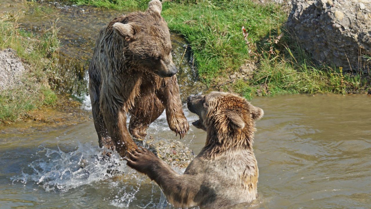 Relação entre os Animais e seus Incríveis Sentidos Apurados