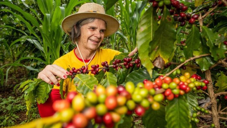 Como Plantar Café em Casa