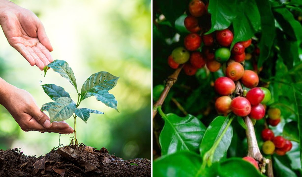 Como Plantar Café