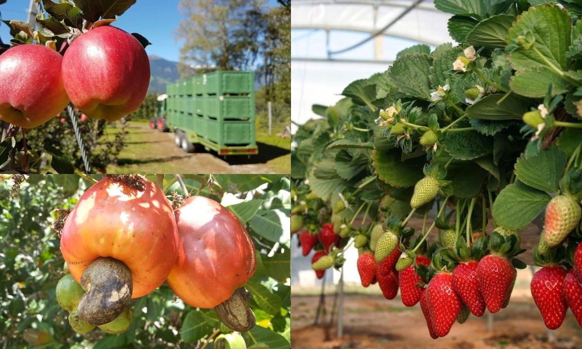 Cultivar Frutas da Roça em Casa