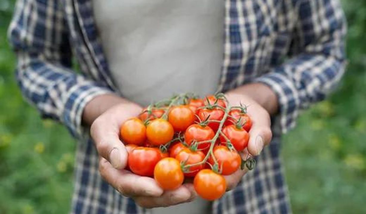 Tomate Cereja Orgânico